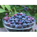 High Quality Anthocyanidin Blueberry Extract